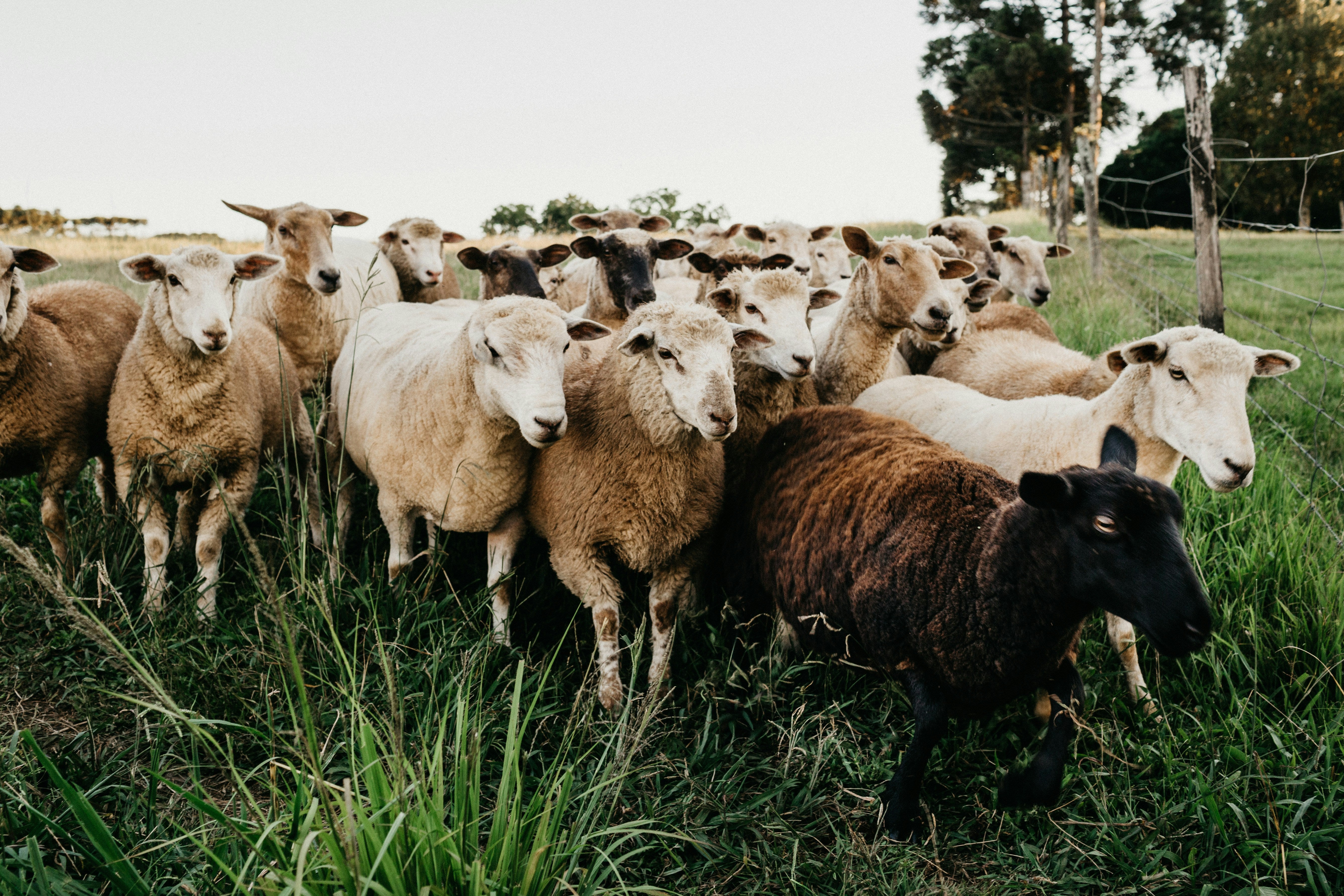 Giving 1% | We’re baaaack! Opnieuw op bezoek bij de Rhedense Schaapskudde