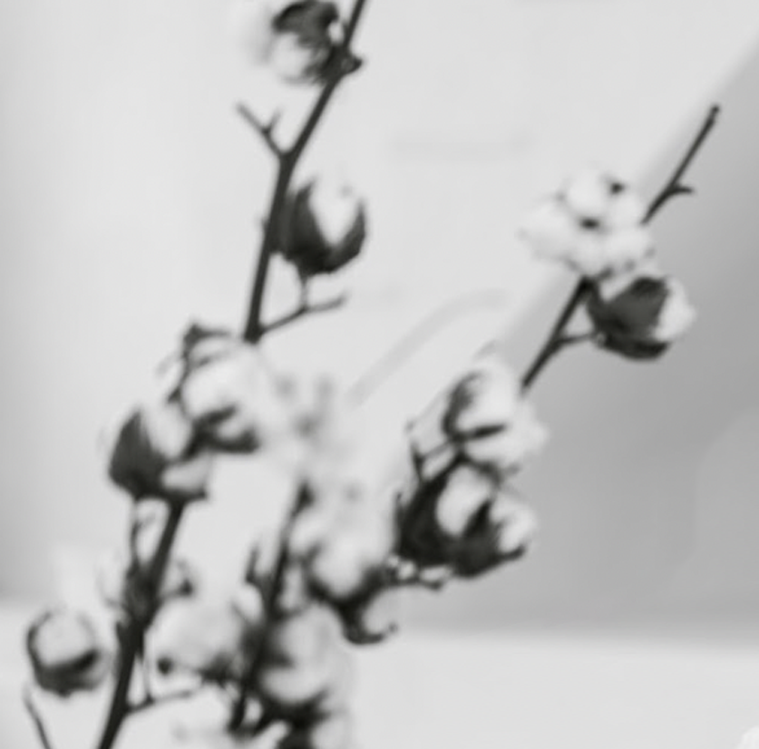 A blurred black-and-white image of a cotton plant branch displaying soft, fluffy cotton bolls.